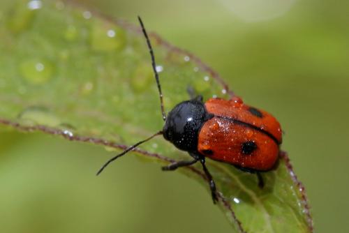 Réf. 206 993 : Cryptocephalus bipunctatus